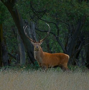 Native wildlife at Moonbah Hut